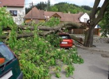 Kwikfynd Tree Cutting Services
jarrahwood