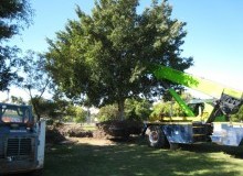 Kwikfynd Tree Management Services
jarrahwood
